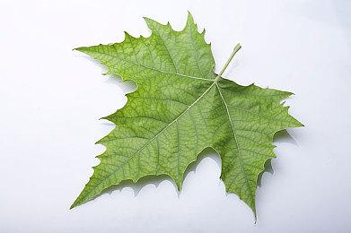 《百变灵狐》Demo今日开放！和小狐狸一起探索冒险吧！